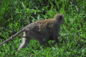3 jours de souvenirs inoubliables de Dar-es-Salaam au Parc national de Mikumi