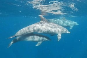 3 dagars semesterpaket till Zanzibar.