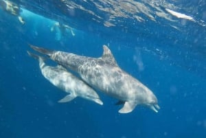 3 dagars semesterpaket till Zanzibar.