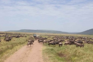 Safari di 3 giorni Serengeti e Cratere di Ngorongoro Midrange Lodge