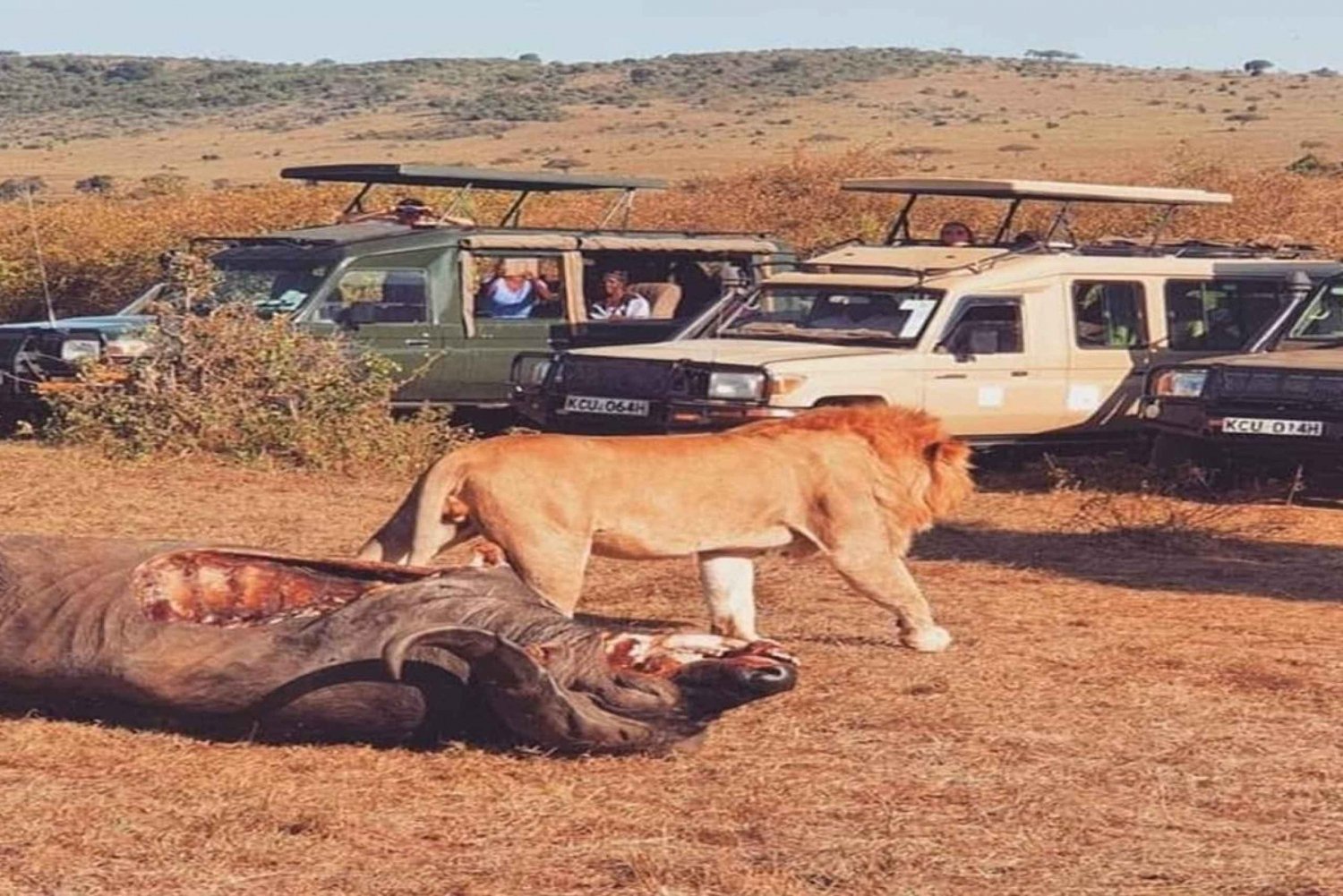 3D daagse safari Serengeti en Ngorongoro Krater rondreis met groep