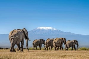 3 dager og 2 netter på safari i Amboseli nasjonalpark fra Nairobi