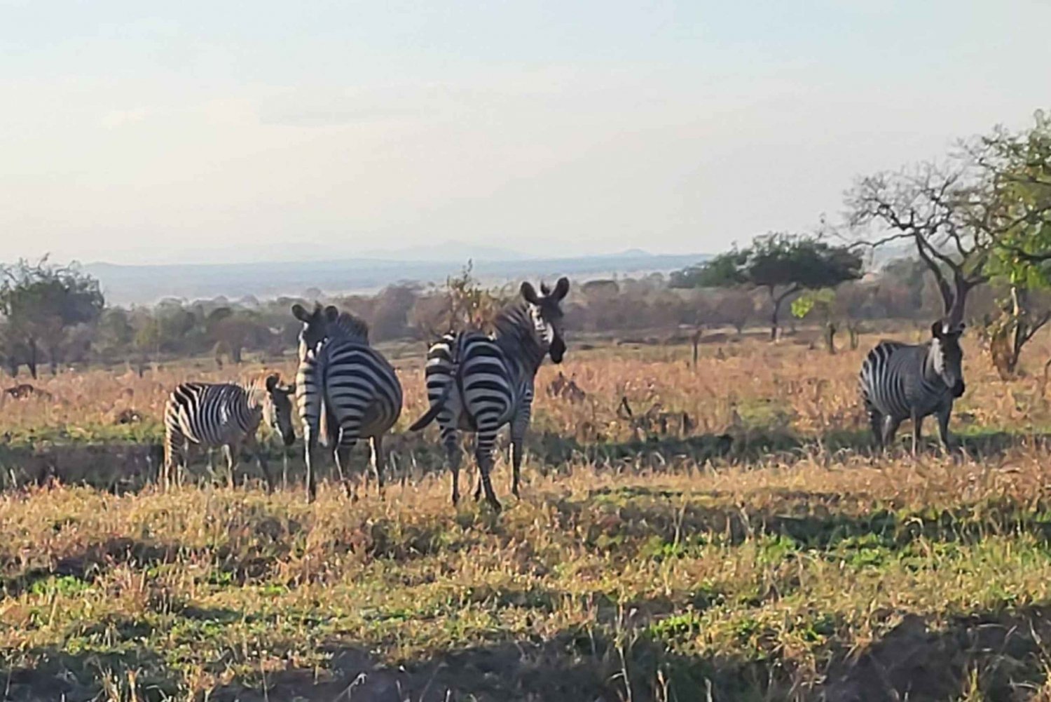 3 DAGEN, 2 NACHTEN SAFARI VAN ZANZIBAR NAAR MIKUMI MET DE VEERBOOT.