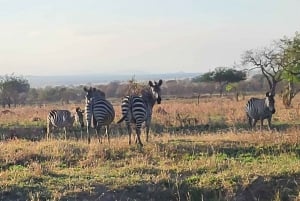 3 DAGEN, 2 NACHTEN SAFARI VAN ZANZIBAR NAAR MIKUMI MET DE VEERBOOT.