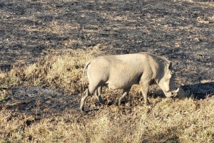 3 DAGEN, 2 NACHTEN SAFARI VAN ZANZIBAR NAAR MIKUMI MET DE VEERBOOT.