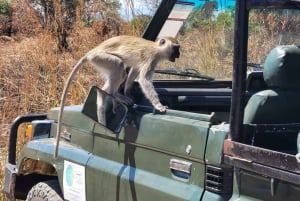 3 DAGEN, 2 NACHTEN SAFARI VAN ZANZIBAR NAAR MIKUMI MET DE VEERBOOT.