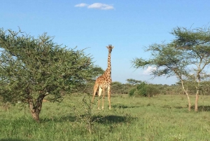 3D dagen, safari Serengeti & Ngorongorokrater
