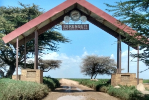 3 dagar, Safari Serengeti & Ngorongorokratern