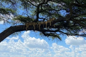 3days safari to tanzania