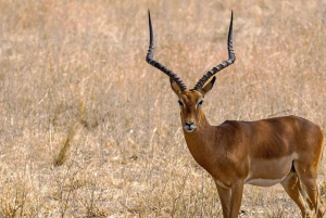 3 dagers safari og kulturreise fra Zanzibar