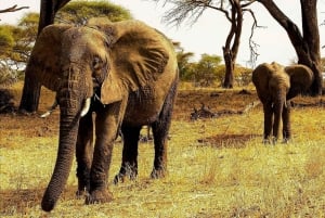 3 dagers safari og kulturreise fra Zanzibar