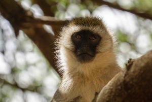 3 dagers safari og kulturreise fra Zanzibar