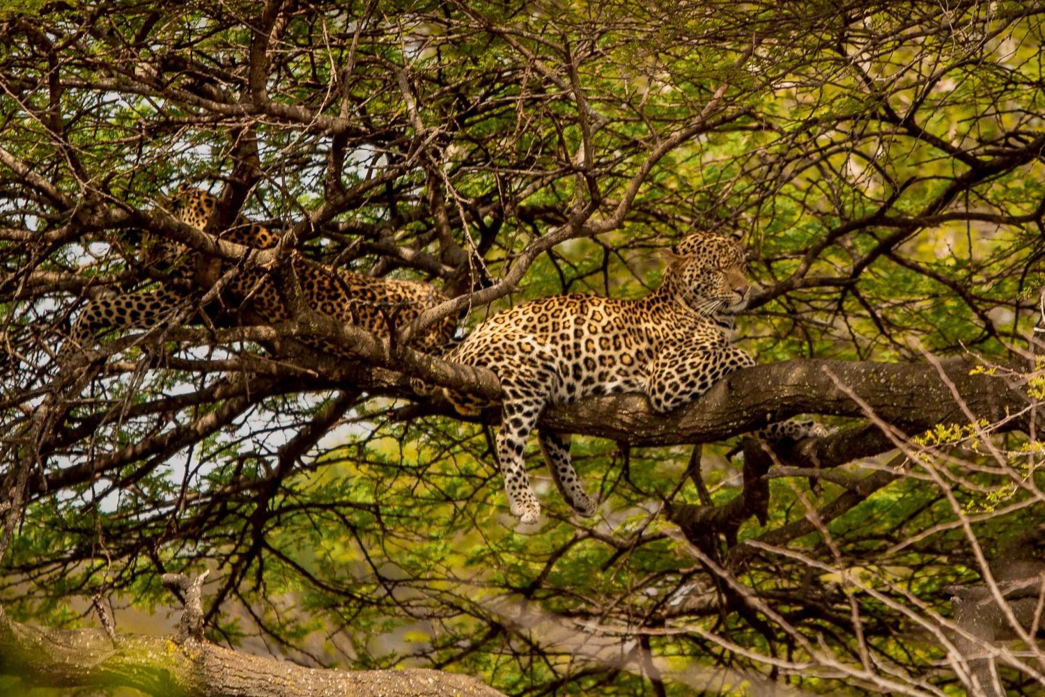 4-dniowe safari z przelotem do Zanzibaru i przelotem z Aruszy z buszu na plażę