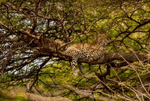 4-dniowe safari z przelotem do Zanzibaru i przelotem z Aruszy z buszu na plażę