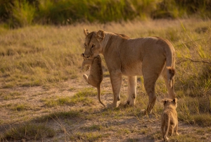 4-dniowe safari z przelotem do Zanzibaru i przelotem z Aruszy z buszu na plażę