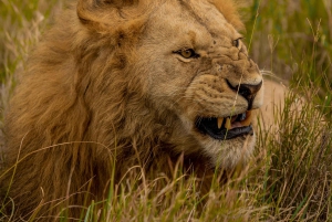 4-dniowe safari z przelotem do Zanzibaru i przelotem z Aruszy z buszu na plażę