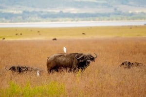 4-dniowe safari z przelotem do Zanzibaru i przelotem z Aruszy z buszu na plażę