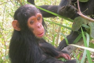 4-Day Gombe Chimpanzee Trekking tour.