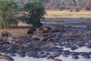 4-Day Gombe Chimpanzee Trekking tour.