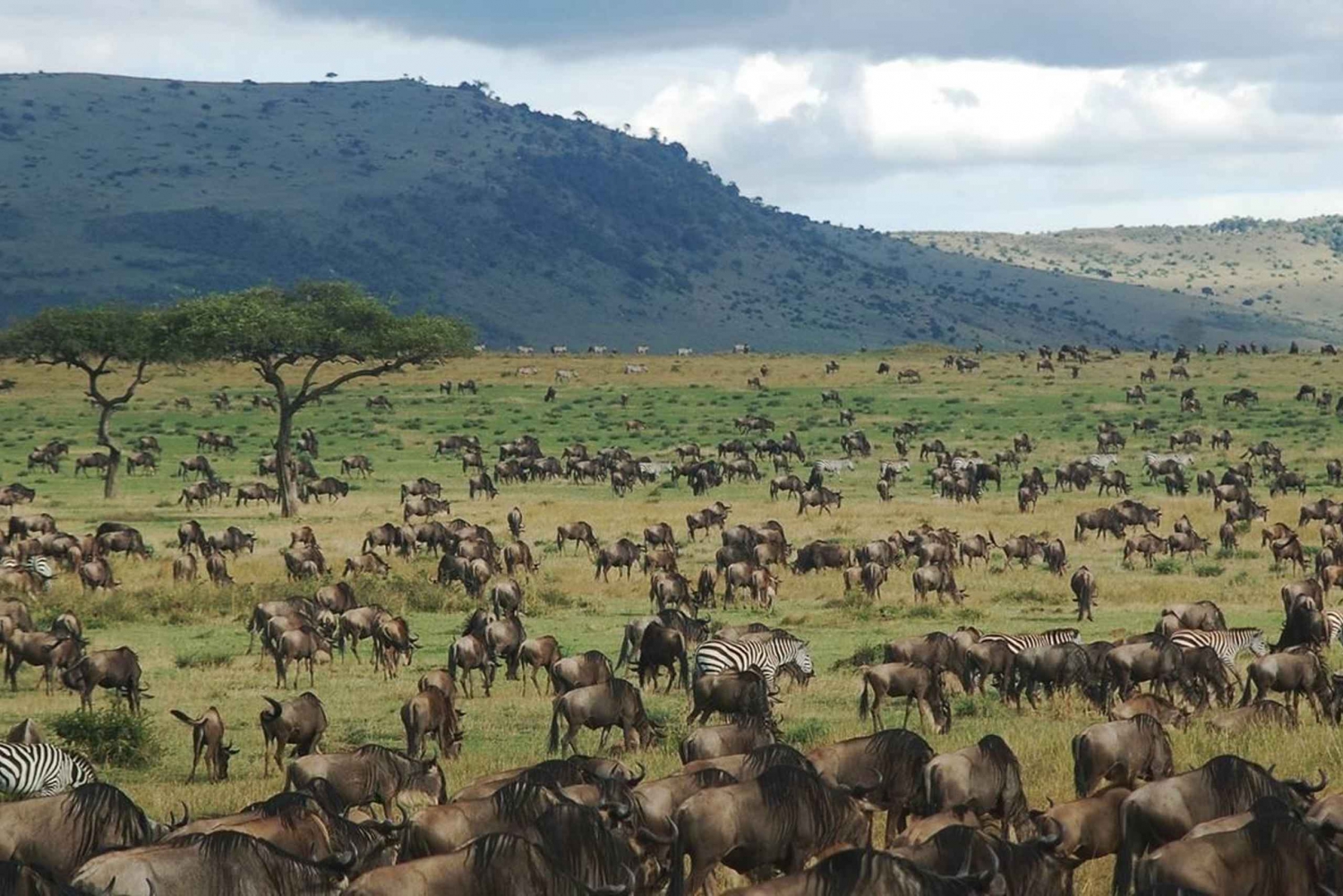 Grande migrazione di 4 giorni/stagione del parto Serengeti Explorer