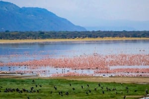 4 dias: Lago Manyara, Serengeti e Ngorongoro Safari