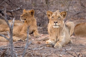 4 dias: Lago Manyara, Serengeti e Ngorongoro Safari