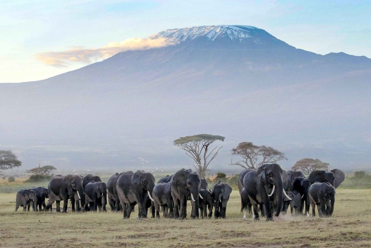 4-dagers Amboseli/Tsavo vest/Tsavo øst-safari i mellomklassen