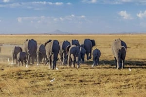 4-Daagse Amboseli/Tsavo West/Tsavo East Safari in het middensegment