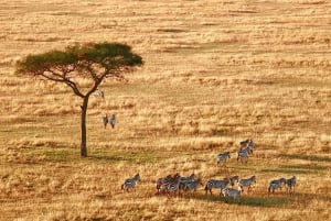 4-Day Safari Adventure Explore Africa's Beauty