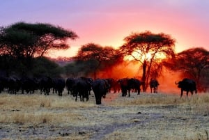 4-Day Safari Adventure Explore Africa's Beauty