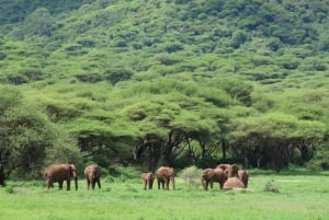 Safari de 4 jours : Arusha, Ngorongoro, Tarangire et Makuyuni