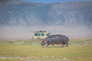 Safari de 4 jours : Arusha, Ngorongoro, Tarangire et Makuyuni