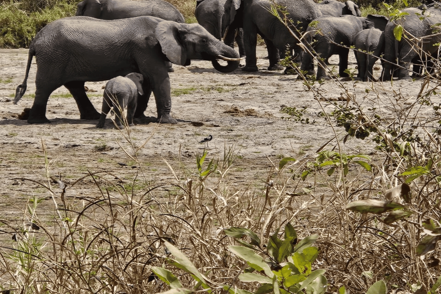 4-Day Safari Tour to Tarangire, Serengeti & Ngorongoro