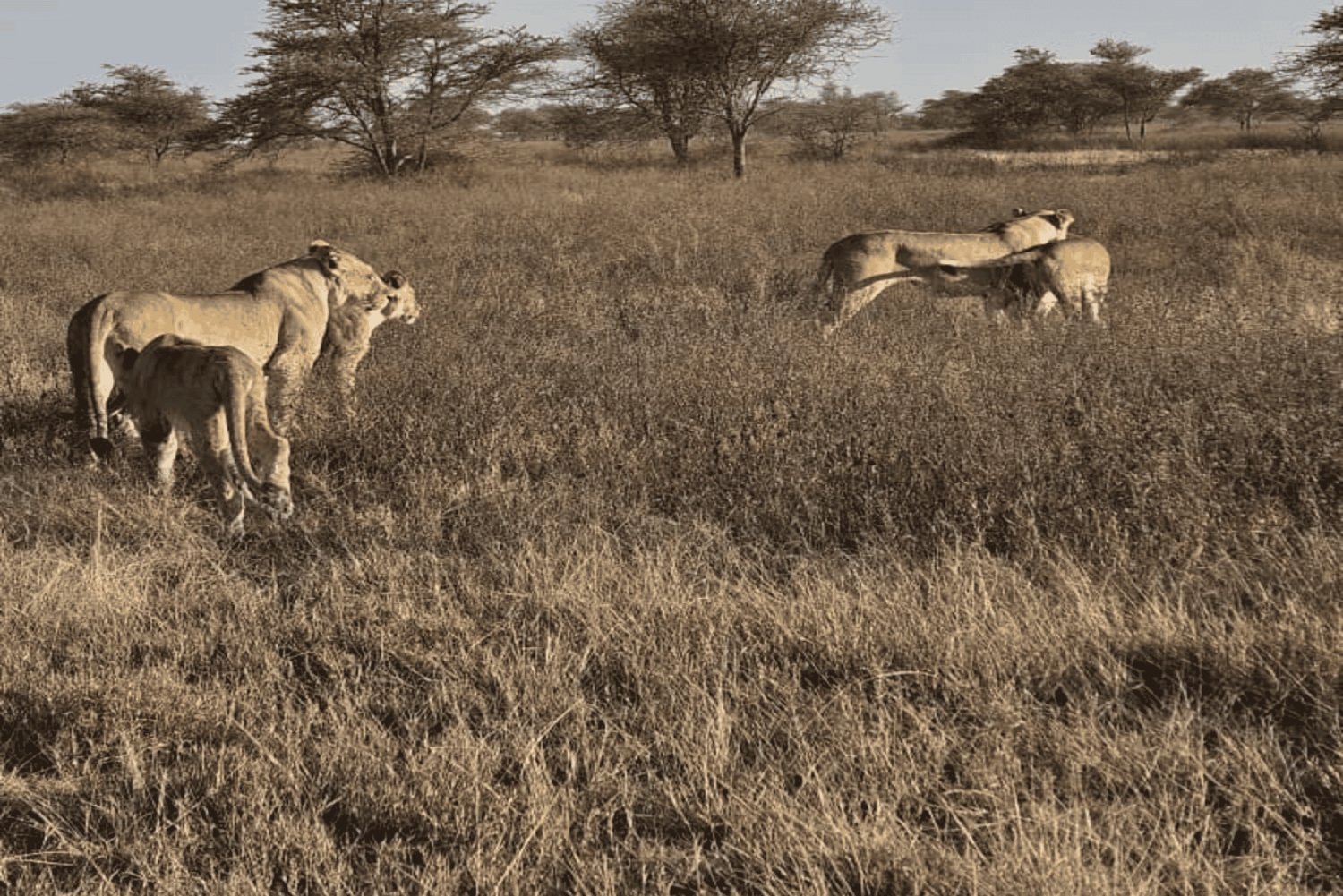 4-Day Safari Tour to Tarangire, Serengeti & Ngorongoro