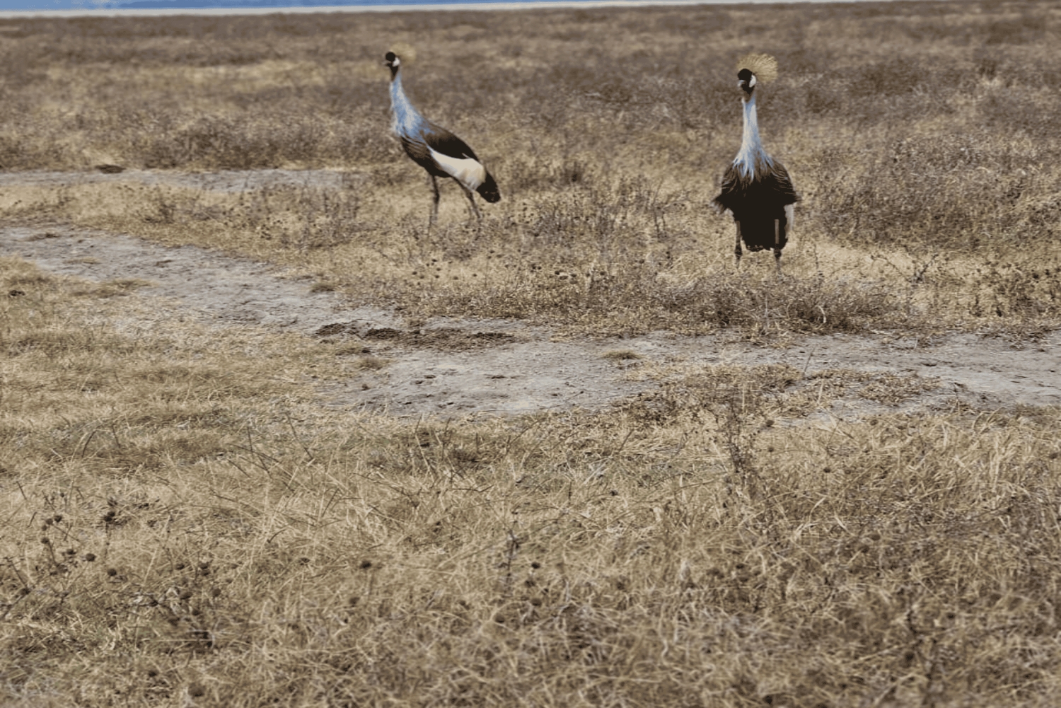 4-Day Safari Tour to Tarangire, Serengeti & Ngorongoro