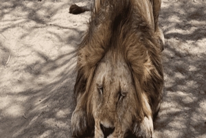 4-Day Safari Tour to Tarangire, Serengeti & Ngorongoro