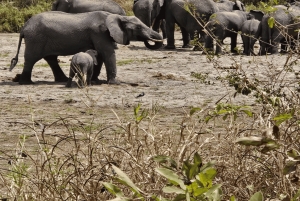 4-Day Safari Tour to Tarangire, Serengeti & Ngorongoro