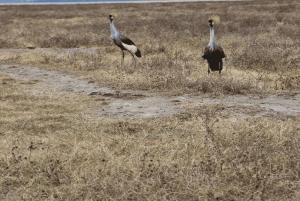 4-Day Safari Tour to Tarangire, Serengeti & Ngorongoro