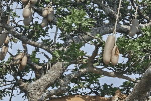 4-Day Safari Tour to Tarangire, Serengeti & Ngorongoro