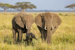 2-dniowe safari w Tanzanii: Ngorongoro i Tarangire