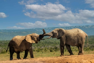 2-dniowe safari w Tanzanii: Ngorongoro i Tarangire