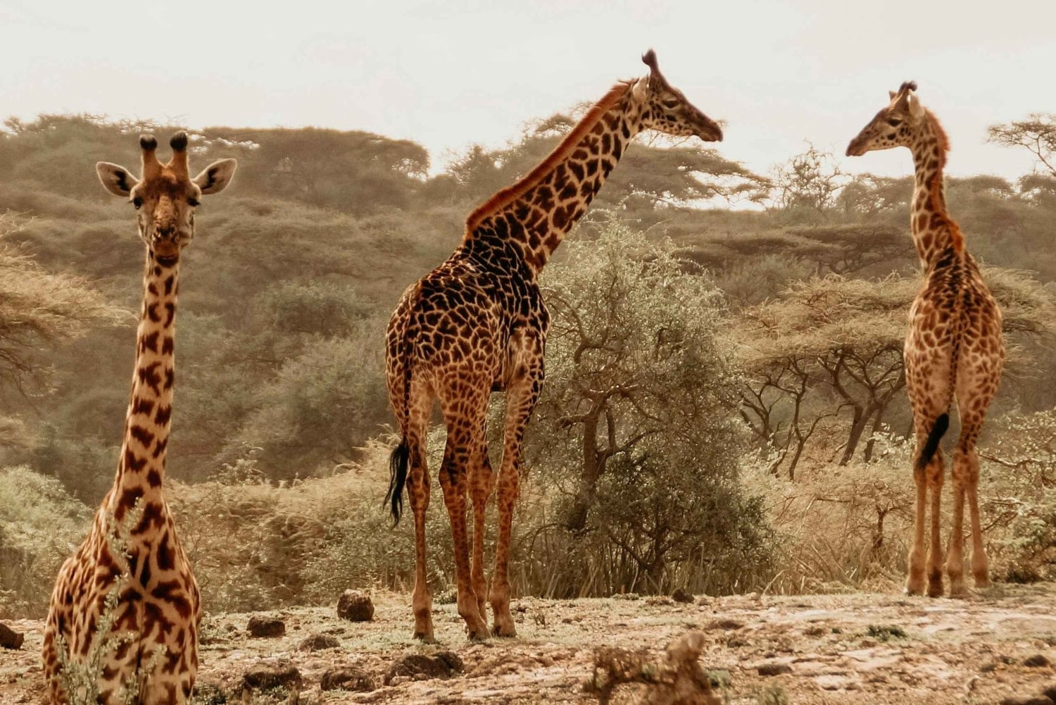 タンザニア北部ルート4日間乗り合いサファリツアー