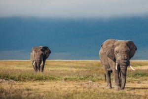 タンザニア北部ルート4日間乗り合いサファリツアー