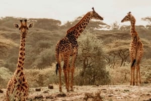 タンザニア北部ルート4日間乗り合いサファリツアー