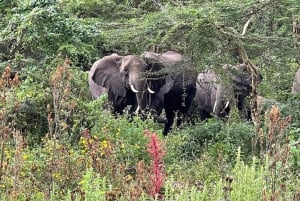 4 giorni in Tanzania meridionale Udzungwa e Mikumi NP