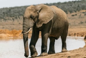 4 giorni in Tanzania meridionale Udzungwa e Mikumi NP