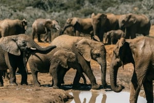 4 giorni in Tanzania meridionale Udzungwa e Mikumi NP