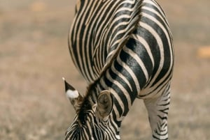 4 giorni in Tanzania meridionale Udzungwa e Mikumi NP