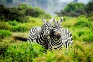 4 giorni in Tanzania meridionale Udzungwa e Mikumi NP