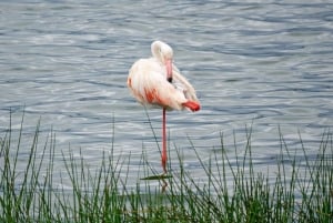 4日間タンザニア予算サファリ - ンゴロンゴロクレーター